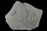 Pennsylvanian Scale Tree (Lepidodendron) Fossil Plate - Kentucky #137736-1